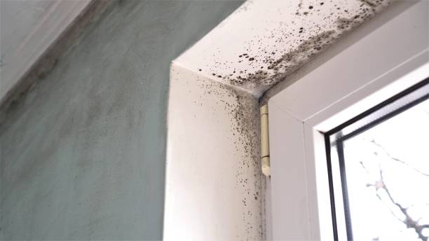 Best Office Mold Removal Services  in Schnecksville, PA