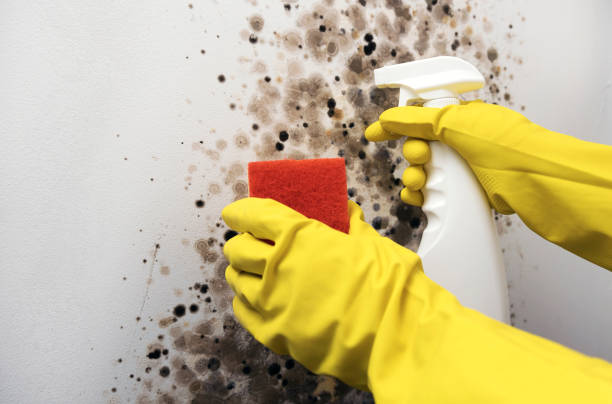 Best Fast Mold Removal  in Schnecksville, PA