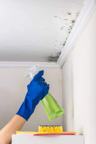 Mold Removal and Inspection in Schnecksville, PA